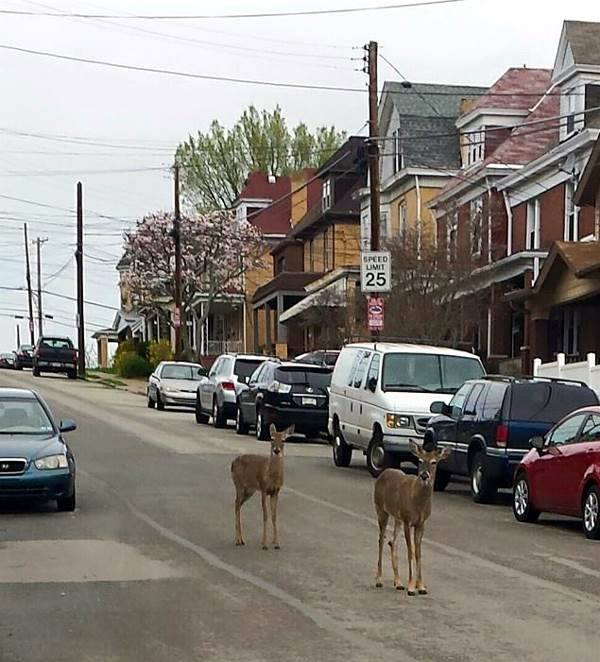 Deer out for a stroll on the
500 block of Bellaire Avenue - 2015.