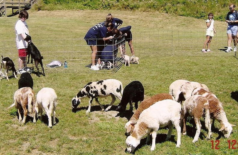 The petting zoo was
 another popular attraction
 for the young ones.